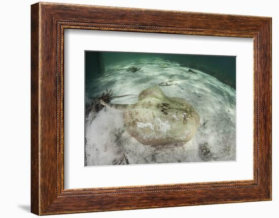 A Yellow Stingray Swims Beneath a Pier Off the Coast of Belize-Stocktrek Images-Framed Photographic Print