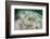 A Yellow Stingray Swims Beneath a Pier Off the Coast of Belize-Stocktrek Images-Framed Photographic Print