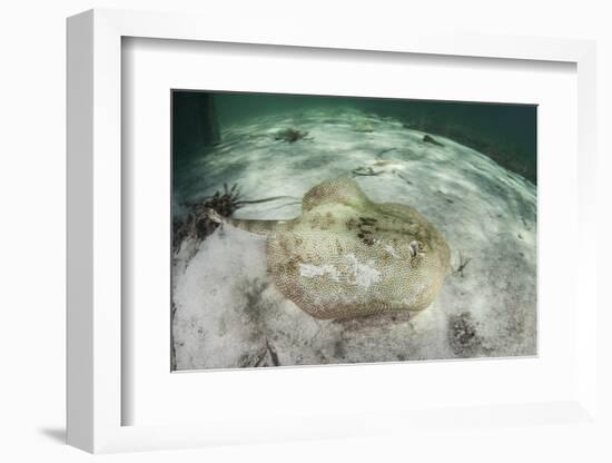 A Yellow Stingray Swims Beneath a Pier Off the Coast of Belize-Stocktrek Images-Framed Photographic Print