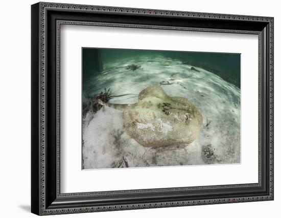 A Yellow Stingray Swims Beneath a Pier Off the Coast of Belize-Stocktrek Images-Framed Photographic Print