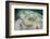 A Yellow Stingray Swims Beneath a Pier Off the Coast of Belize-Stocktrek Images-Framed Photographic Print