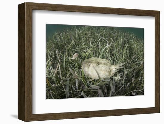 A Yellow Stingray Swims Beneath a Pier Off the Coast of Belize-Stocktrek Images-Framed Photographic Print