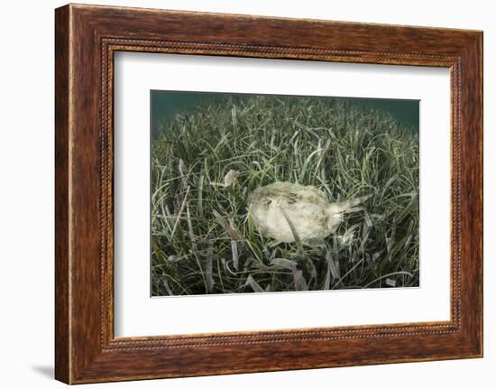 A Yellow Stingray Swims Beneath a Pier Off the Coast of Belize-Stocktrek Images-Framed Photographic Print