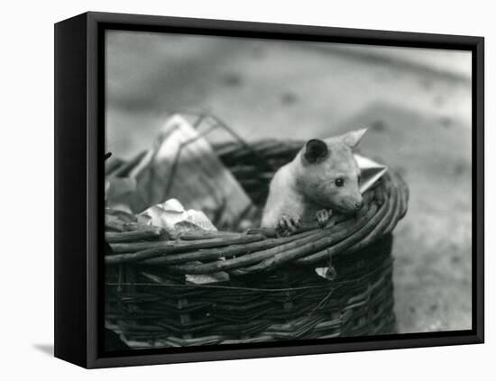 A Young Albino Opossum Peering Out of a Basket at London Zoo, October 1920-Frederick William Bond-Framed Premier Image Canvas