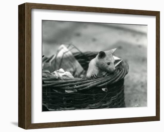 A Young Albino Opossum Peering Out of a Basket at London Zoo, October 1920-Frederick William Bond-Framed Photographic Print