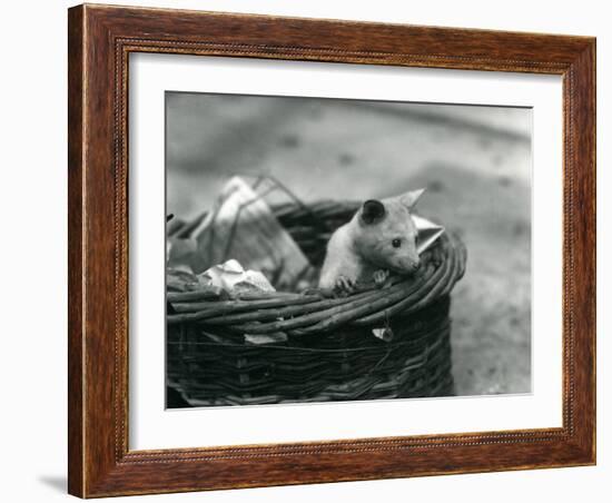 A Young Albino Opossum Peering Out of a Basket at London Zoo, October 1920-Frederick William Bond-Framed Photographic Print