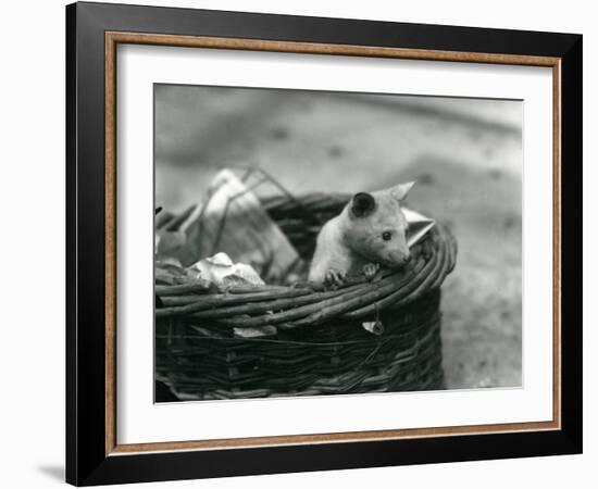 A Young Albino Opossum Peering Out of a Basket at London Zoo, October 1920-Frederick William Bond-Framed Photographic Print