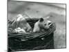 A Young Albino Opossum Peering Out of a Basket at London Zoo, October 1920-Frederick William Bond-Mounted Photographic Print