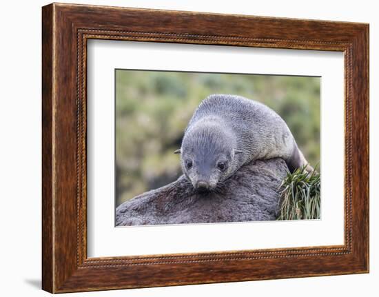 A Young Antarctic Fur Seal (Arctocephalus Gazella) on Tussac Grass in Cooper Bay, Polar Regions-Michael Nolan-Framed Photographic Print