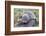 A Young Antarctic Fur Seal (Arctocephalus Gazella) on Tussac Grass in Cooper Bay, Polar Regions-Michael Nolan-Framed Photographic Print