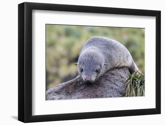 A Young Antarctic Fur Seal (Arctocephalus Gazella) on Tussac Grass in Cooper Bay, Polar Regions-Michael Nolan-Framed Photographic Print