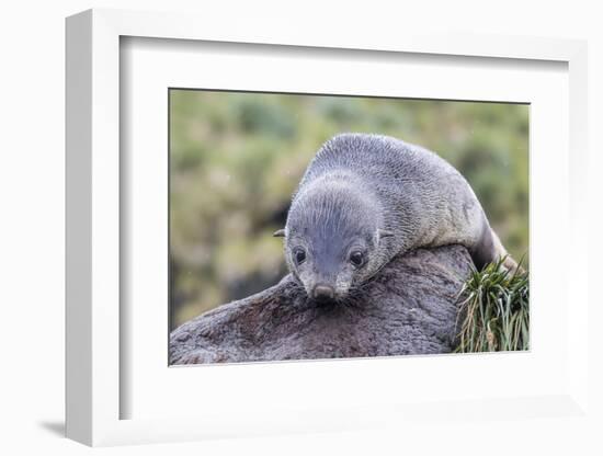 A Young Antarctic Fur Seal (Arctocephalus Gazella) on Tussac Grass in Cooper Bay, Polar Regions-Michael Nolan-Framed Photographic Print