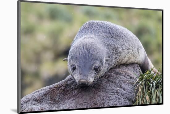 A Young Antarctic Fur Seal (Arctocephalus Gazella) on Tussac Grass in Cooper Bay, Polar Regions-Michael Nolan-Mounted Photographic Print