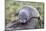 A Young Antarctic Fur Seal (Arctocephalus Gazella) on Tussac Grass in Cooper Bay, Polar Regions-Michael Nolan-Mounted Photographic Print