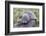 A Young Antarctic Fur Seal (Arctocephalus Gazella) on Tussac Grass in Cooper Bay, Polar Regions-Michael Nolan-Framed Photographic Print