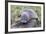 A Young Antarctic Fur Seal (Arctocephalus Gazella) on Tussac Grass in Cooper Bay, Polar Regions-Michael Nolan-Framed Photographic Print