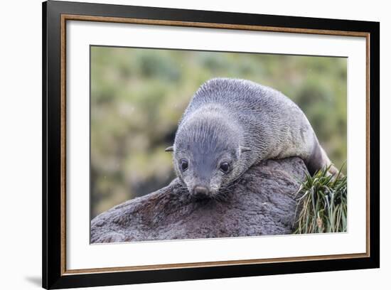 A Young Antarctic Fur Seal (Arctocephalus Gazella) on Tussac Grass in Cooper Bay, Polar Regions-Michael Nolan-Framed Photographic Print