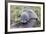 A Young Antarctic Fur Seal (Arctocephalus Gazella) on Tussac Grass in Cooper Bay, Polar Regions-Michael Nolan-Framed Photographic Print