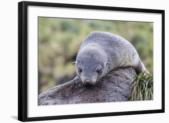 A Young Antarctic Fur Seal (Arctocephalus Gazella) on Tussac Grass in Cooper Bay, Polar Regions-Michael Nolan-Framed Photographic Print