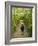 A young boy wanders a corn maze at the Moulton Farm, Meredith, New Hampshire, USA-Jerry & Marcy Monkman-Framed Photographic Print