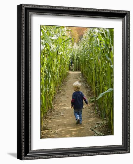 A young boy wanders a corn maze at the Moulton Farm, Meredith, New Hampshire, USA-Jerry & Marcy Monkman-Framed Photographic Print