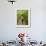 A young boy wanders a corn maze at the Moulton Farm, Meredith, New Hampshire, USA-Jerry & Marcy Monkman-Framed Photographic Print displayed on a wall