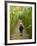 A young boy wanders a corn maze at the Moulton Farm, Meredith, New Hampshire, USA-Jerry & Marcy Monkman-Framed Photographic Print