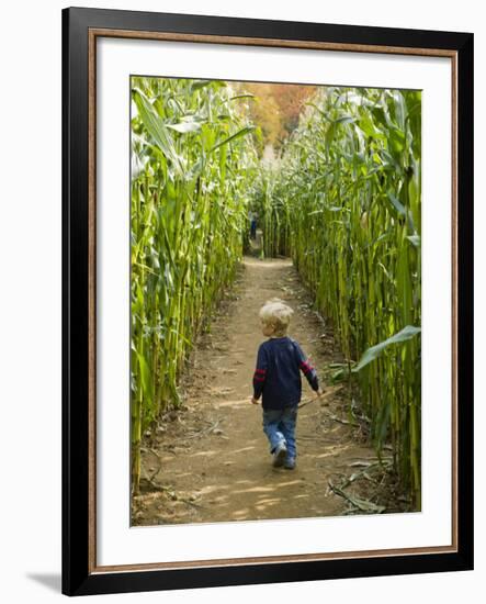 A young boy wanders a corn maze at the Moulton Farm, Meredith, New Hampshire, USA-Jerry & Marcy Monkman-Framed Photographic Print