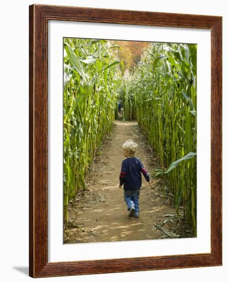 A young boy wanders a corn maze at the Moulton Farm, Meredith, New Hampshire, USA-Jerry & Marcy Monkman-Framed Photographic Print