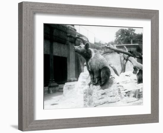 A Young Brown Bear Sitting on a Rock in the Foreground with Another Walking Behind-Frederick William Bond-Framed Photographic Print