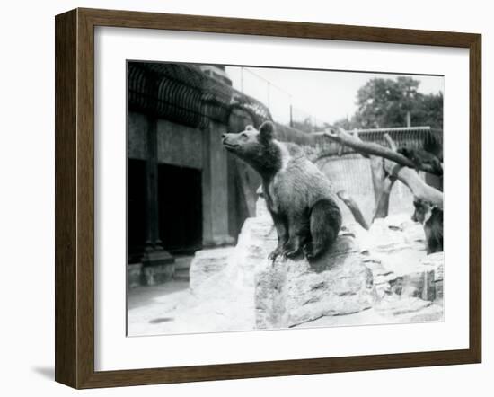 A Young Brown Bear Sitting on a Rock in the Foreground with Another Walking Behind-Frederick William Bond-Framed Photographic Print