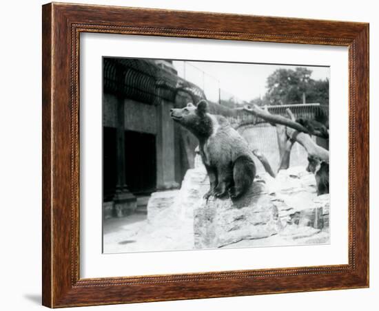 A Young Brown Bear Sitting on a Rock in the Foreground with Another Walking Behind-Frederick William Bond-Framed Photographic Print