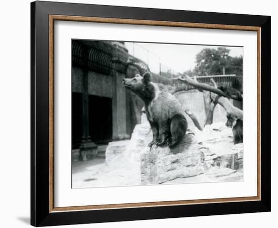 A Young Brown Bear Sitting on a Rock in the Foreground with Another Walking Behind-Frederick William Bond-Framed Photographic Print