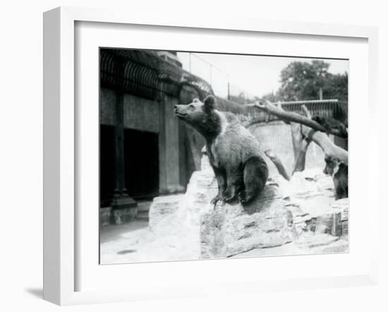 A Young Brown Bear Sitting on a Rock in the Foreground with Another Walking Behind-Frederick William Bond-Framed Photographic Print