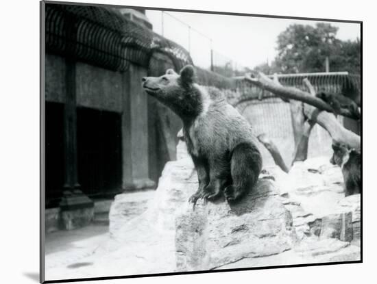 A Young Brown Bear Sitting on a Rock in the Foreground with Another Walking Behind-Frederick William Bond-Mounted Photographic Print