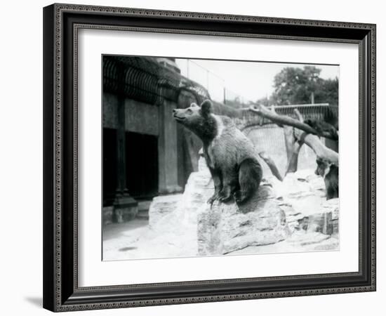 A Young Brown Bear Sitting on a Rock in the Foreground with Another Walking Behind-Frederick William Bond-Framed Photographic Print