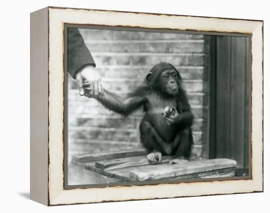 A Young Chimpanzee Holding the Hand of a Keeper While Sitting on a Wooden Crate, London Zoo, June 1-Frederick William Bond-Framed Premier Image Canvas