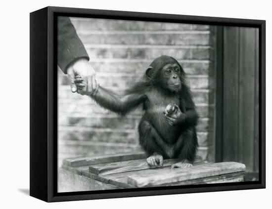A Young Chimpanzee Holding the Hand of a Keeper While Sitting on a Wooden Crate, London Zoo, June 1-Frederick William Bond-Framed Premier Image Canvas
