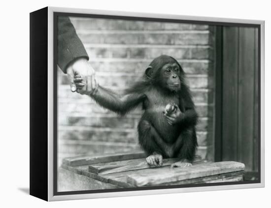 A Young Chimpanzee Holding the Hand of a Keeper While Sitting on a Wooden Crate, London Zoo, June 1-Frederick William Bond-Framed Premier Image Canvas