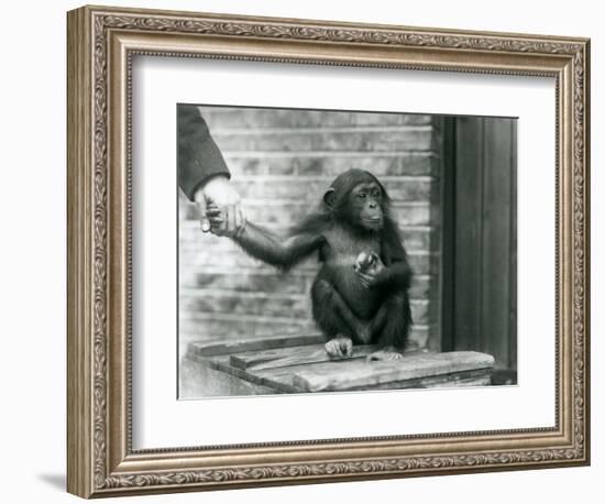 A Young Chimpanzee Holding the Hand of a Keeper While Sitting on a Wooden Crate, London Zoo, June 1-Frederick William Bond-Framed Giclee Print