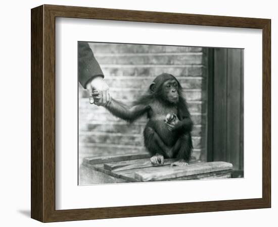 A Young Chimpanzee Holding the Hand of a Keeper While Sitting on a Wooden Crate, London Zoo, June 1-Frederick William Bond-Framed Giclee Print