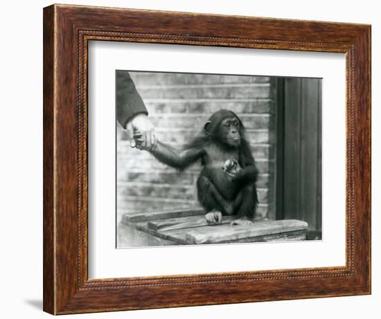 A Young Chimpanzee Holding the Hand of a Keeper While Sitting on a Wooden Crate, London Zoo, June 1-Frederick William Bond-Framed Giclee Print