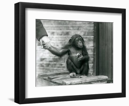 A Young Chimpanzee Holding the Hand of a Keeper While Sitting on a Wooden Crate, London Zoo, June 1-Frederick William Bond-Framed Giclee Print