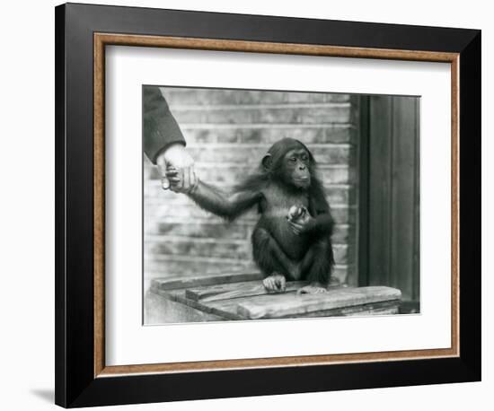 A Young Chimpanzee Holding the Hand of a Keeper While Sitting on a Wooden Crate, London Zoo, June 1-Frederick William Bond-Framed Giclee Print