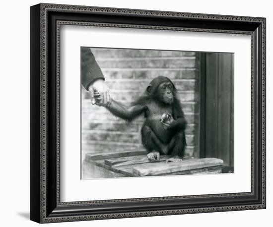 A Young Chimpanzee Holding the Hand of a Keeper While Sitting on a Wooden Crate, London Zoo, June 1-Frederick William Bond-Framed Giclee Print