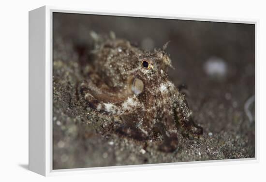 A Young Day Octopus on Black Volcanic Sand-Stocktrek Images-Framed Premier Image Canvas