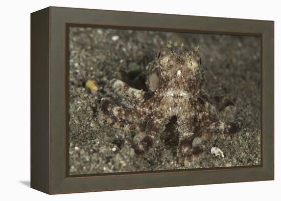 A Young Day Octopus on Black Volcanic Sand-Stocktrek Images-Framed Premier Image Canvas