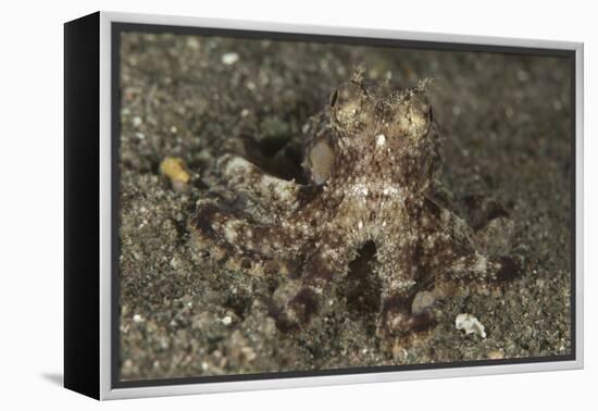 A Young Day Octopus on Black Volcanic Sand-Stocktrek Images-Framed Premier Image Canvas