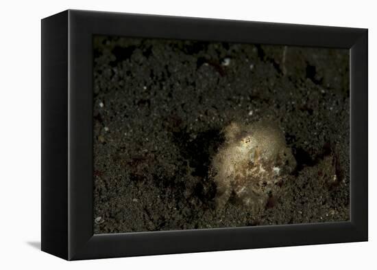 A Young Day Octopus on Black Volcanic Sand-Stocktrek Images-Framed Premier Image Canvas