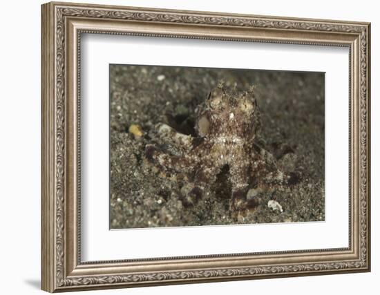 A Young Day Octopus on Black Volcanic Sand-Stocktrek Images-Framed Photographic Print